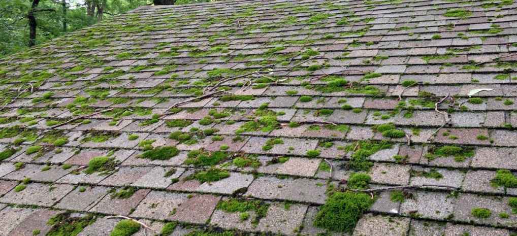 Green clumpy moss growing on brown asphalt shingles that are shaded by trees.